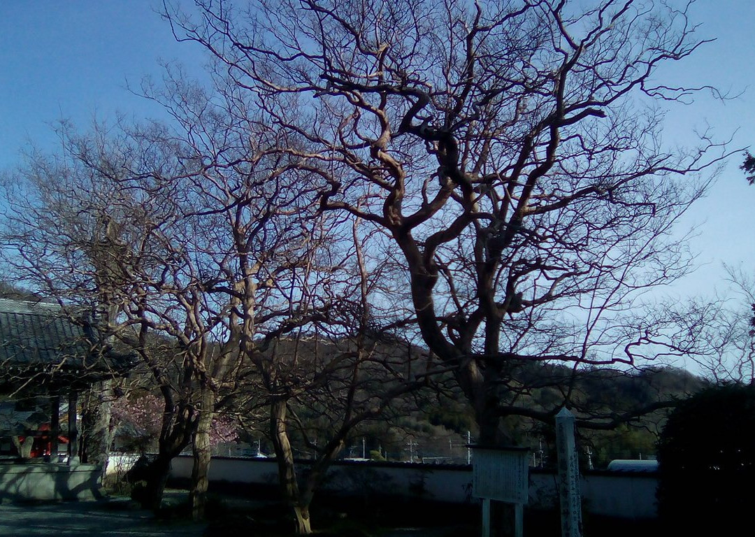 Keisoku-ji Temple-足利市必去景点