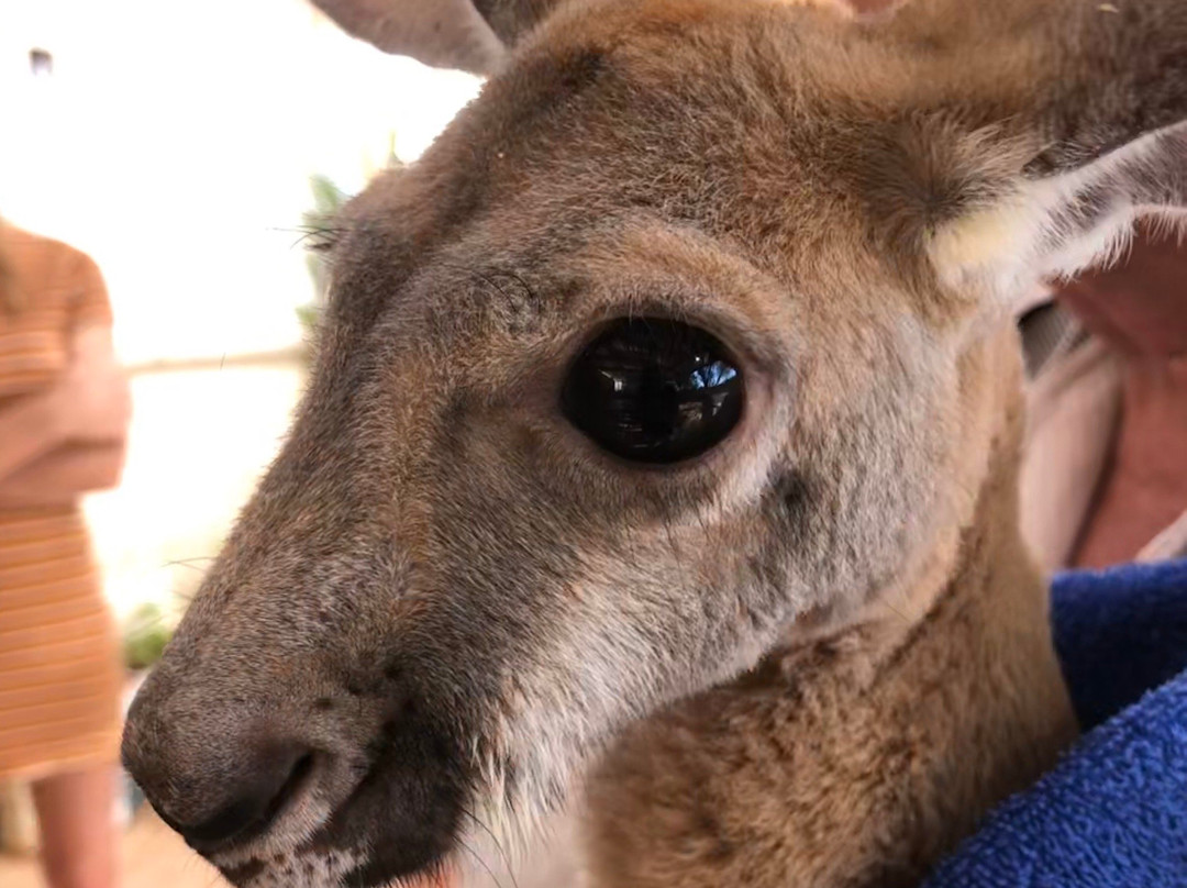 Josephine's Gallery and Kangaroo Orphanage-库伯佩迪必去景点