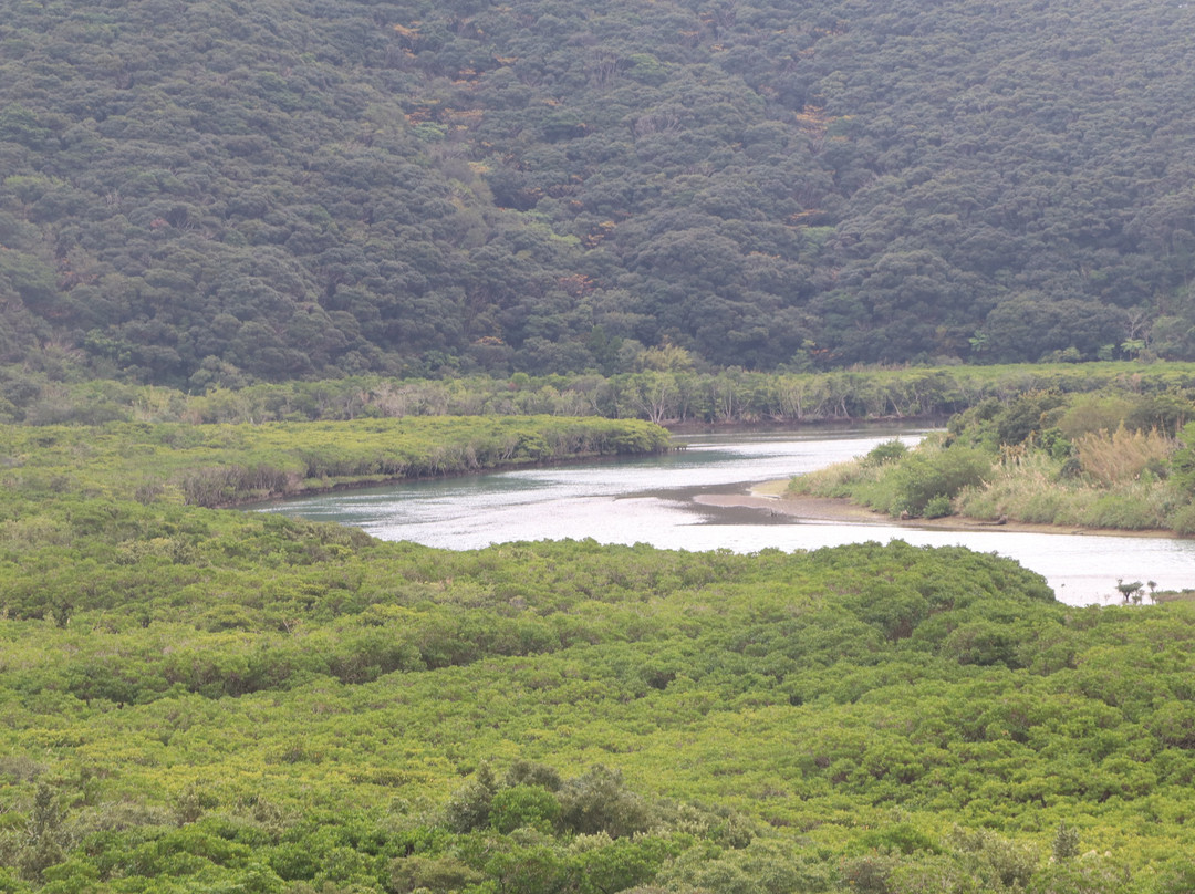 Mangrove Observatory-奄美市必去景点