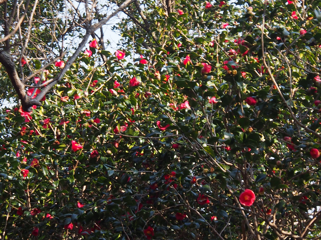 Hiwasa Castle-美波町必去景点