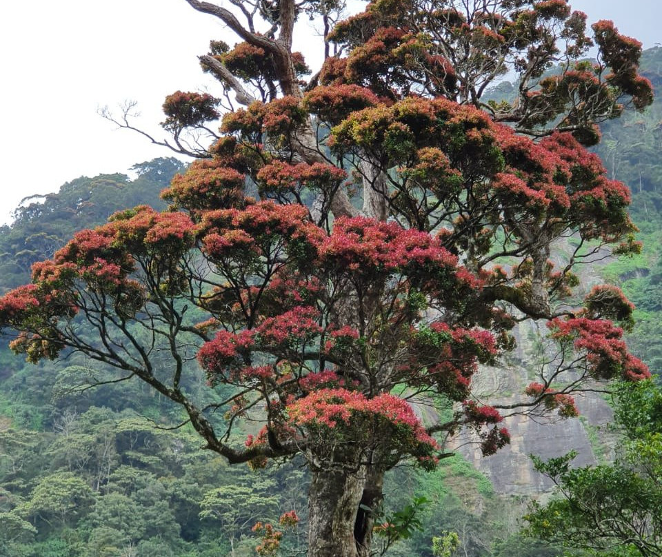 Mandaram Eco Resort主图