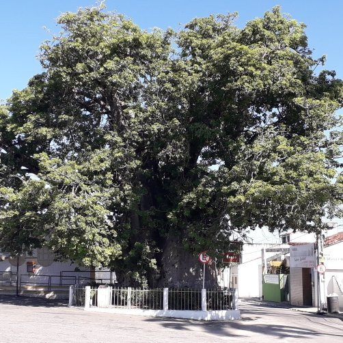 Baoba tree景点图片