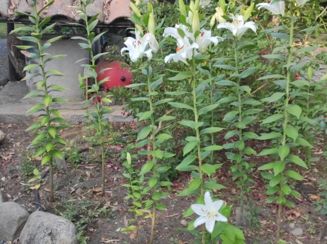 Mapuyampay Lodge Gastronomico主图