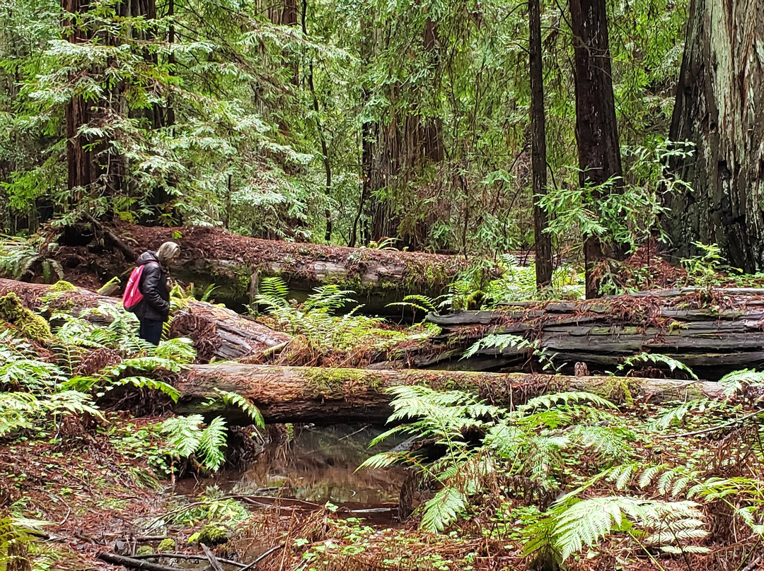 Montgomery Woods State Reserve景点图片
