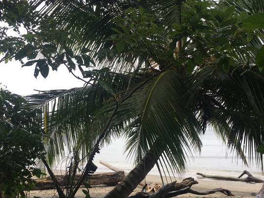 Costa Rica Caribe Tours-利蒙港必去景点