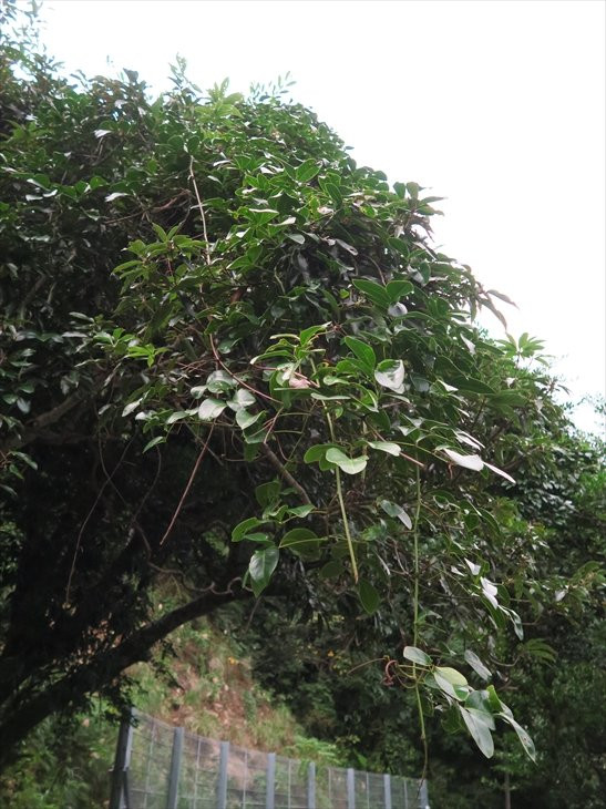 Modama Habitat-奄美市必去景点