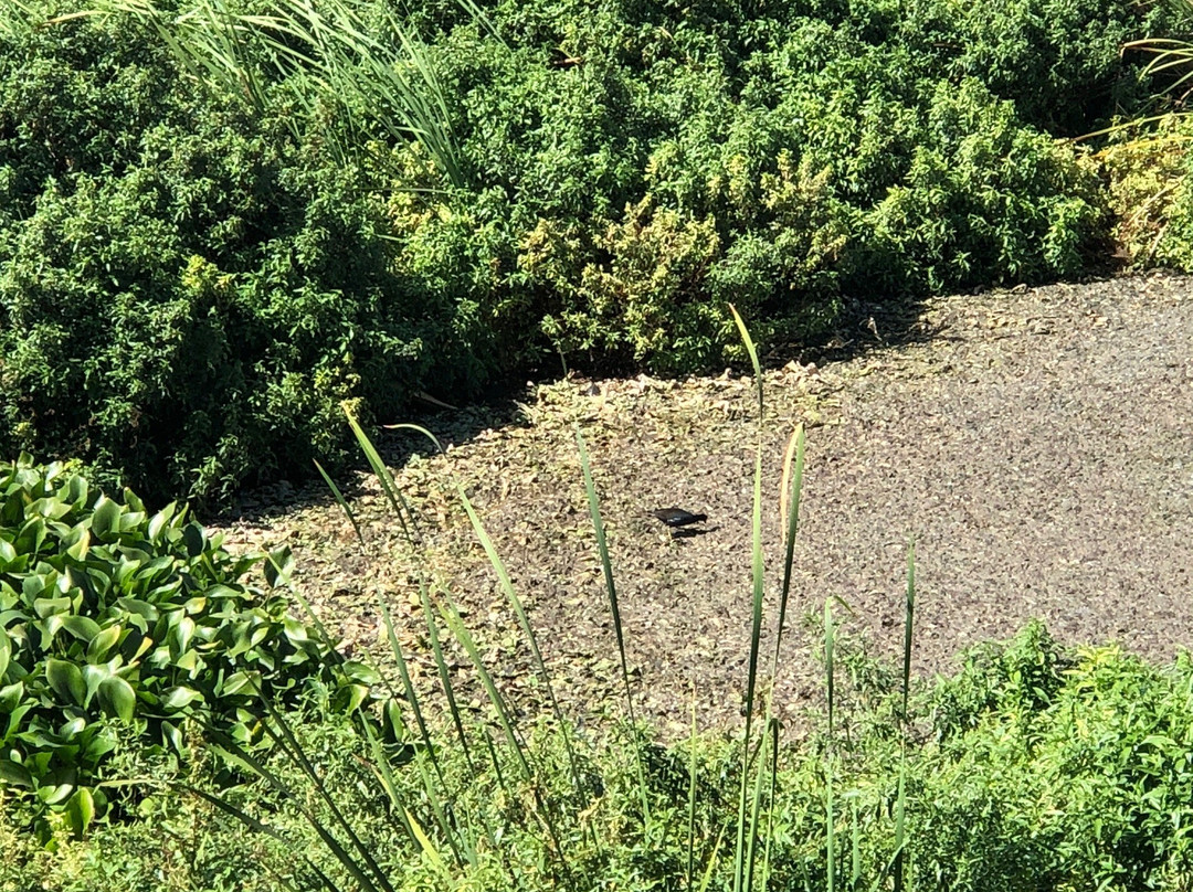 Bubali Bird Sanctuary-棕榈/鹰海滩必去景点