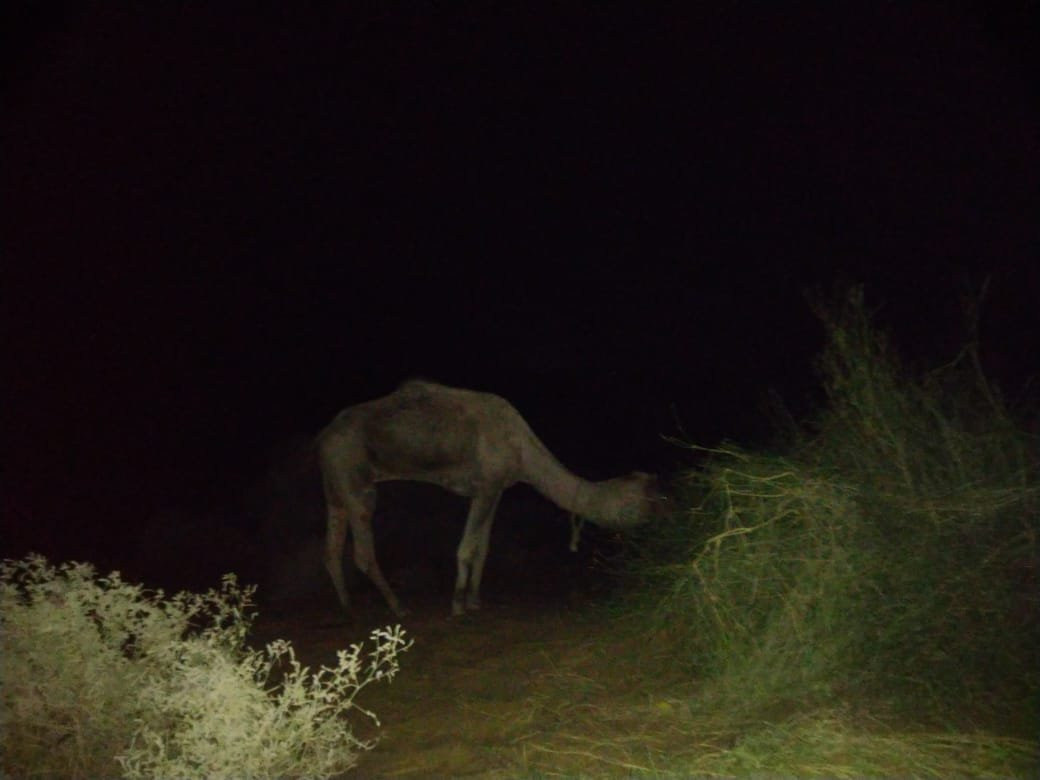 Jaisalmer Moon Safari-杰伊瑟尔梅尔必去景点