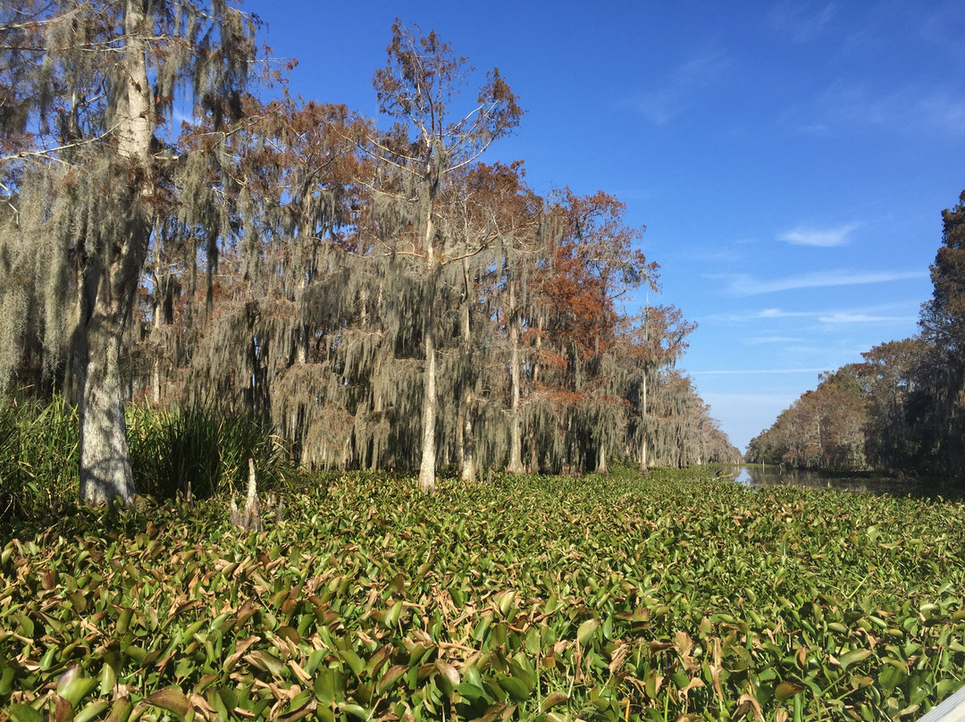 Bayou Black Airboat Swamp Tours景点图片