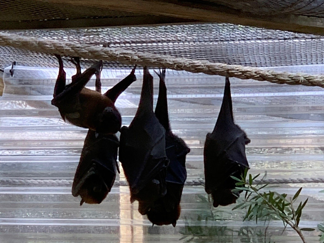 Forest Animal Rescue-Silver Springs必去景点