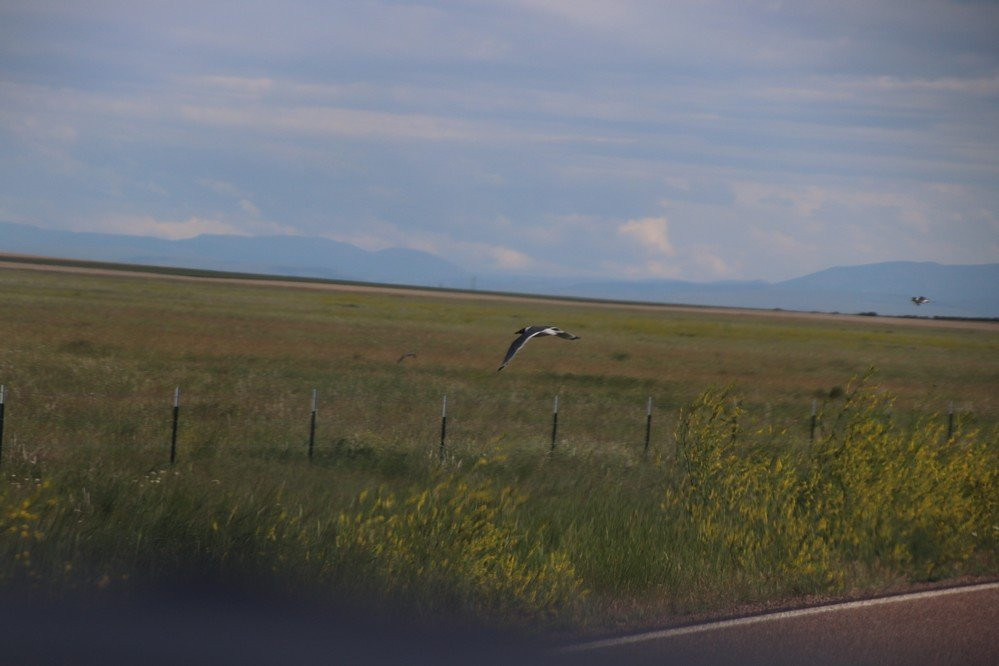 Benton Lake National Wildlife Refuge景点图片
