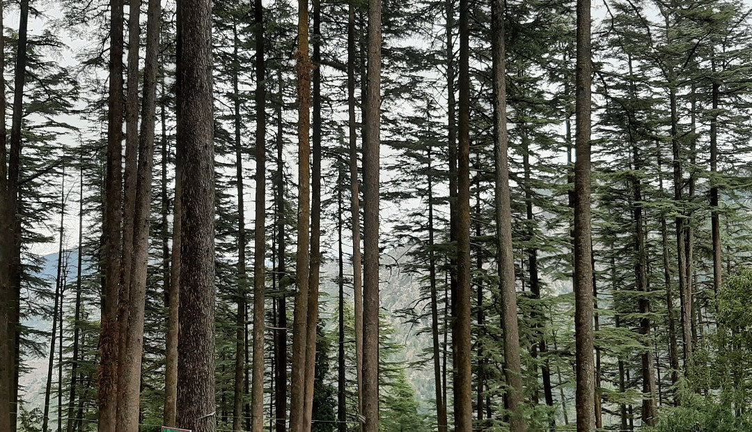 Eco Park景点图片
