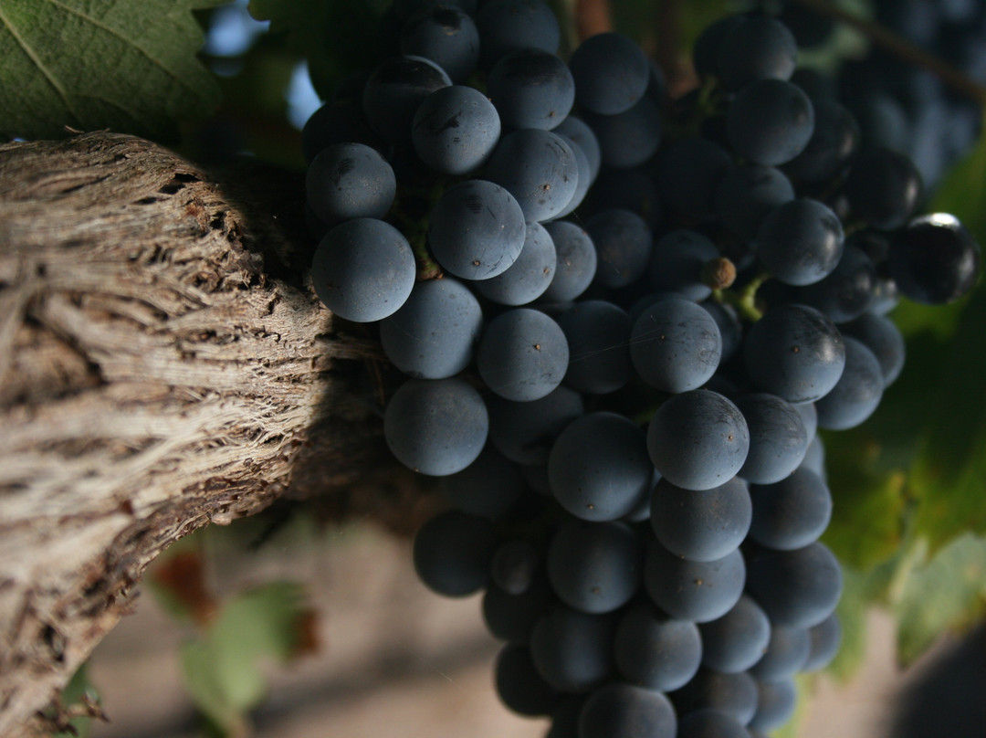 Kaapse Familie Wingerde-帕尔必去景点