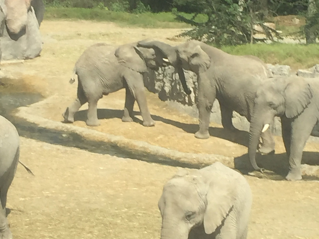 Africam Safari-普埃布拉必去景点