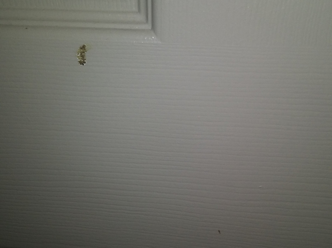 Howard Johnson by Wyndham Jackson主图