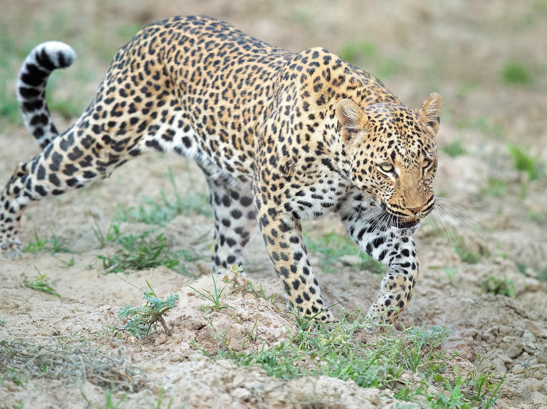 Absolute Zambia Safaris-卢萨卡必去景点