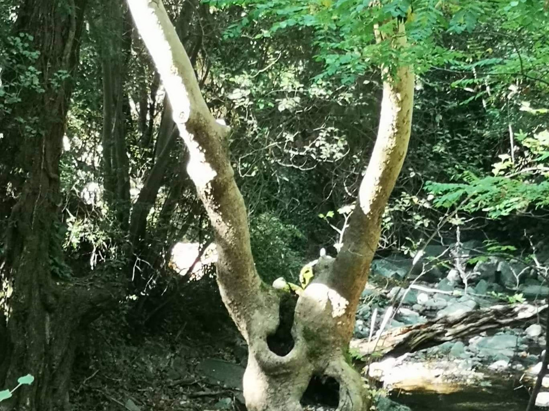 Milia Medieval Bridge-帕拉翠斯必去景点