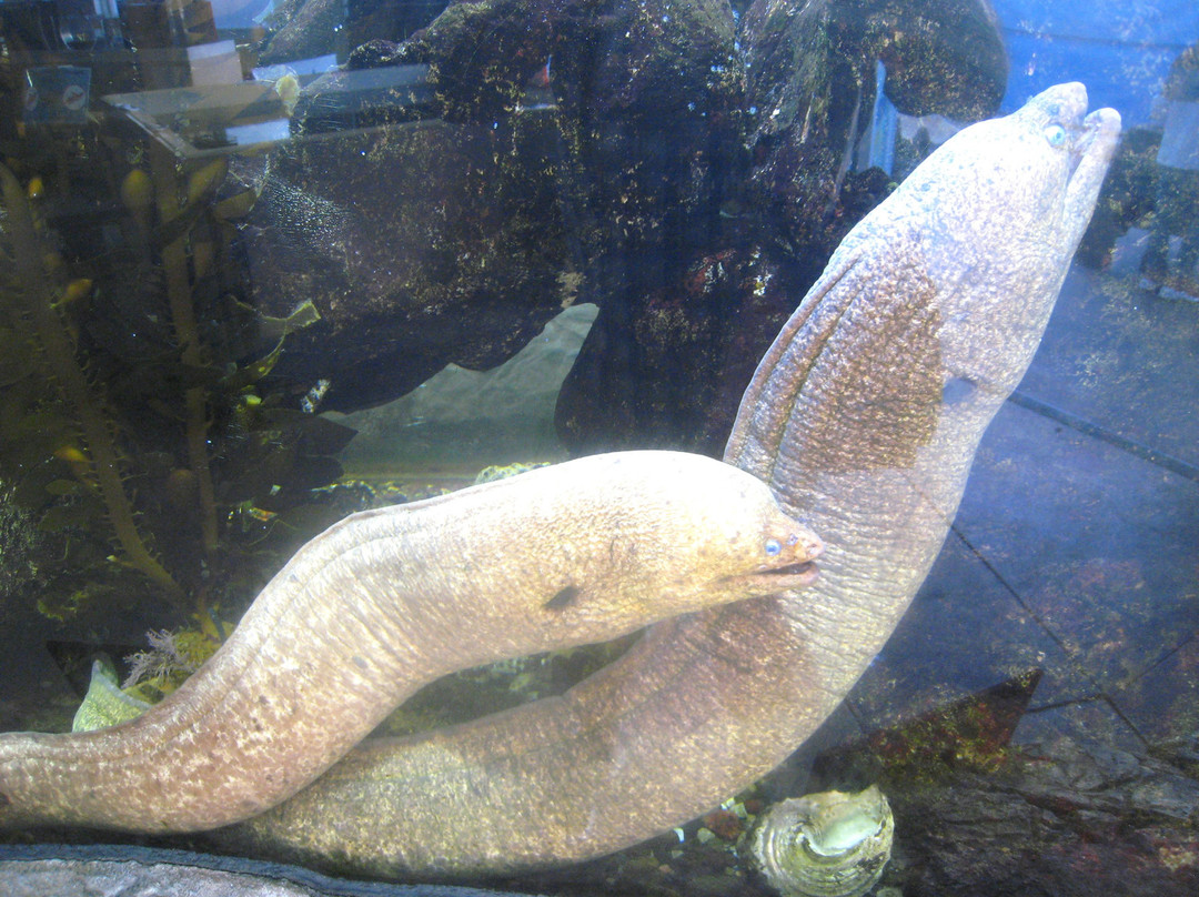 Heal the Bay Aquarium-圣莫尼卡必去景点