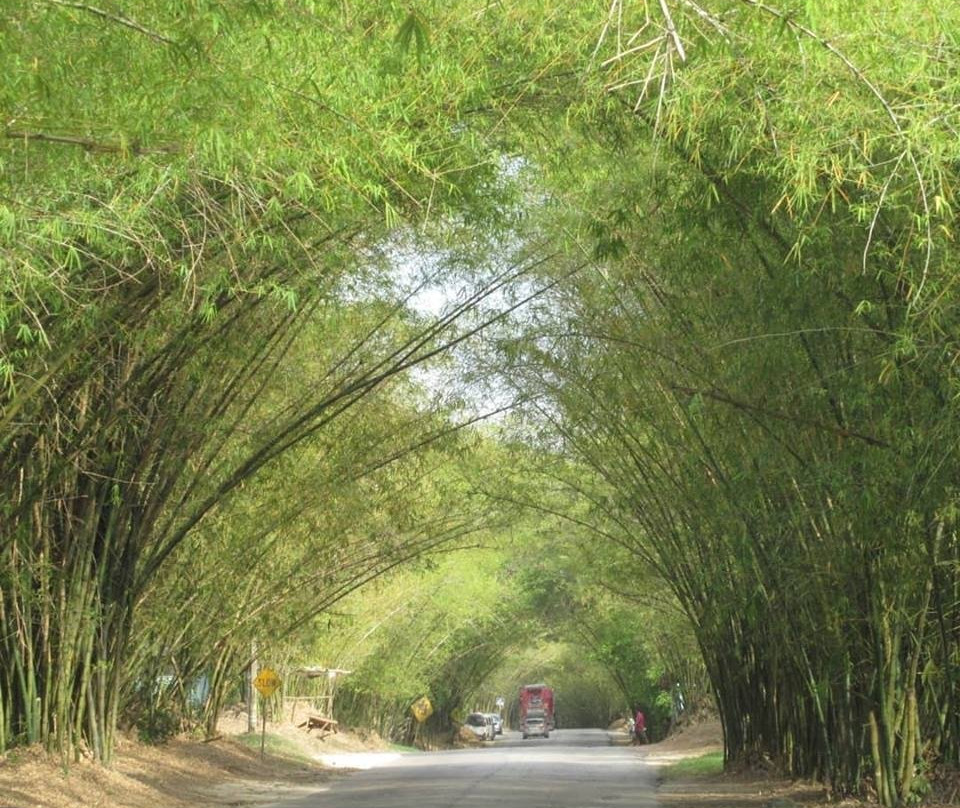 Bamboo Avenue景点图片