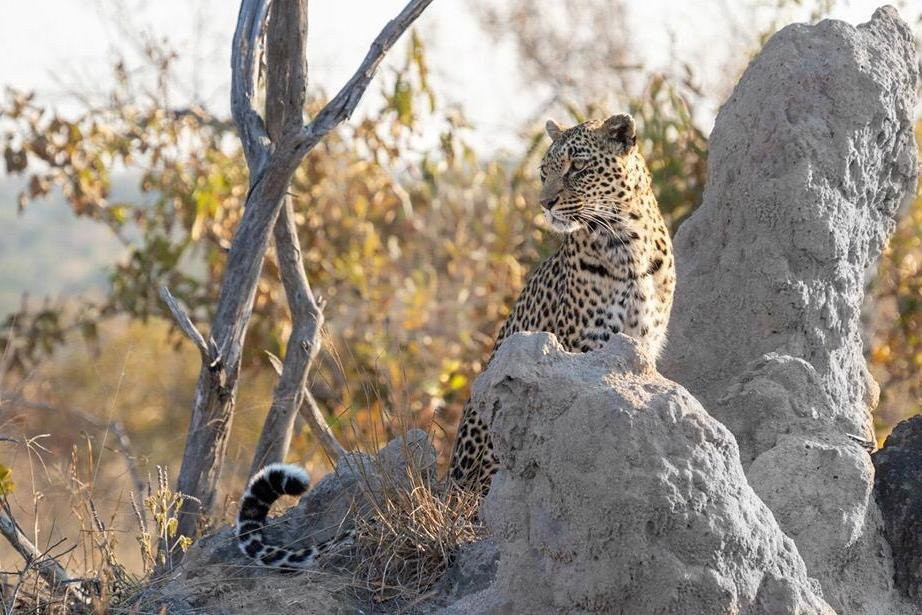 Robbie Williams Safaris-雾观必去景点