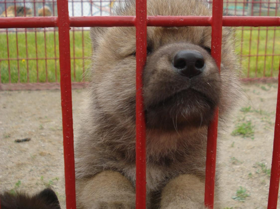 Northwood Buffalo andn Exotic Animal Ranch景点图片