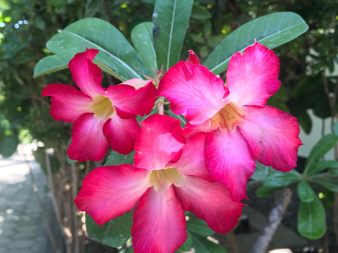 Scuba Tribe Bali-图兰本必去景点