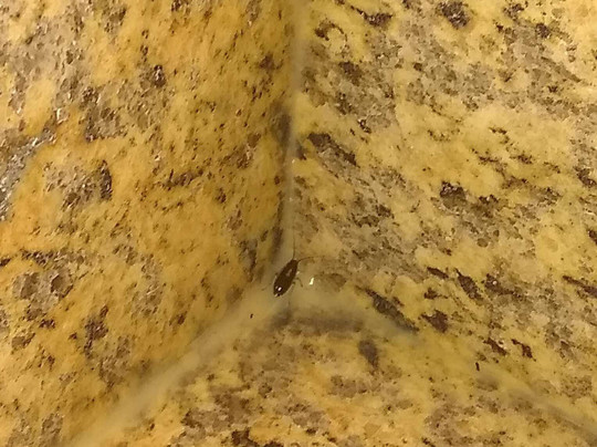 Sam's Town Hotel & Gambling Hall主图