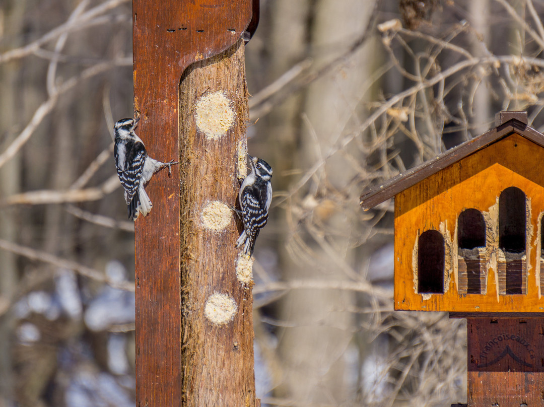 Refuge Faunique Marguerite-D'Youville-Chateauguay必去景点
