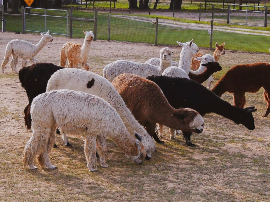 LunaSea Alpaca Farm景点图片