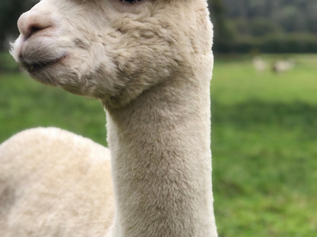 Woodlands Alpacas景点图片