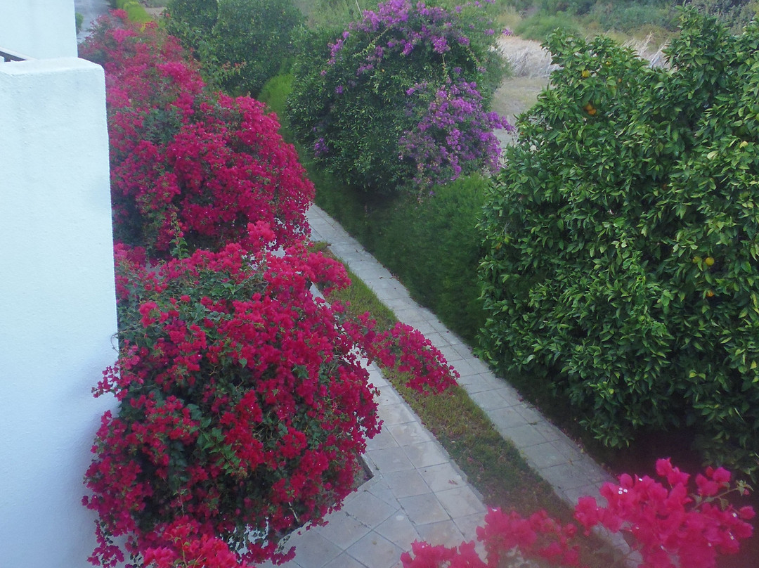 Bougainvillea Hotel Apartments主图