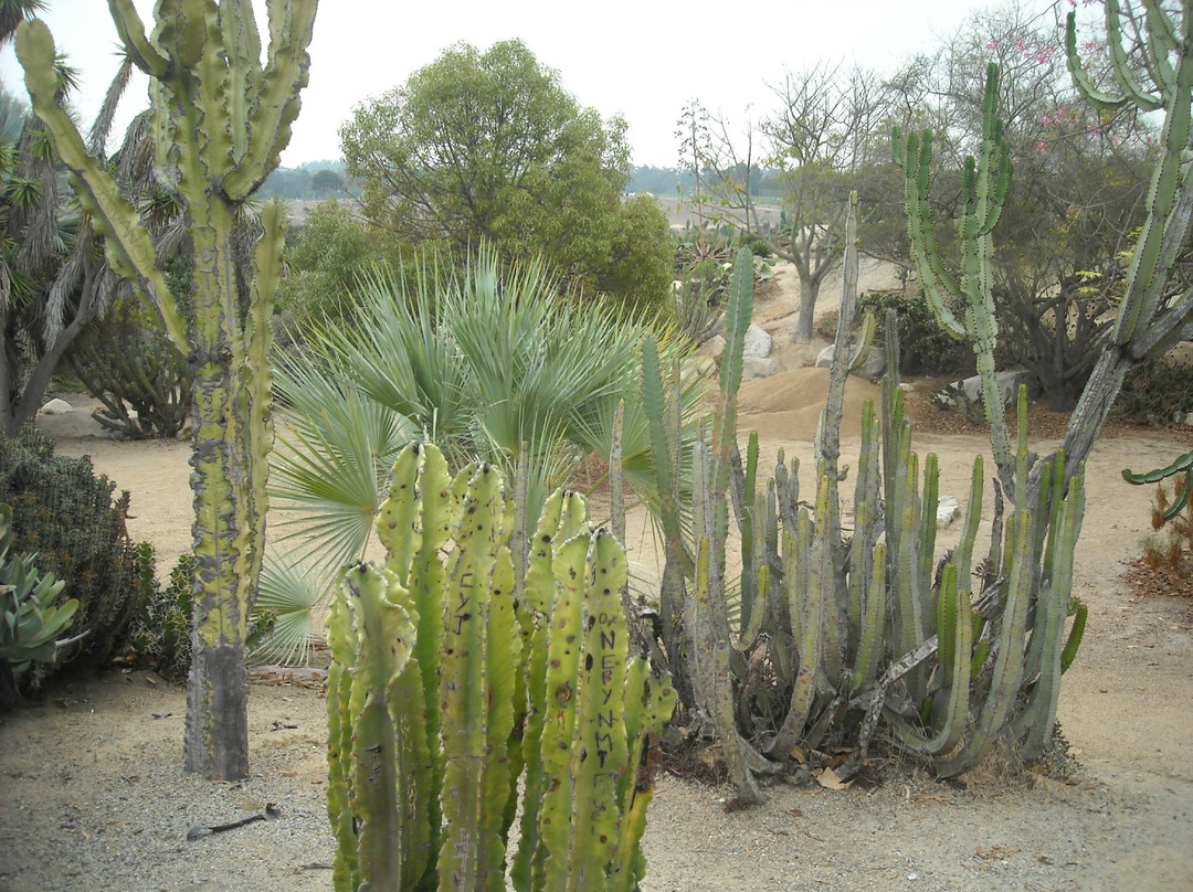 Old Cactus Garden景点图片