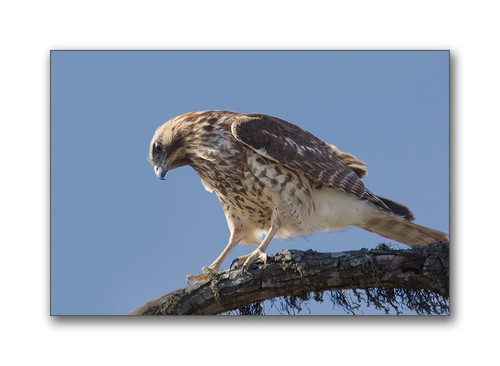 Balmorhea旅游景点-Wild Rose Gallery