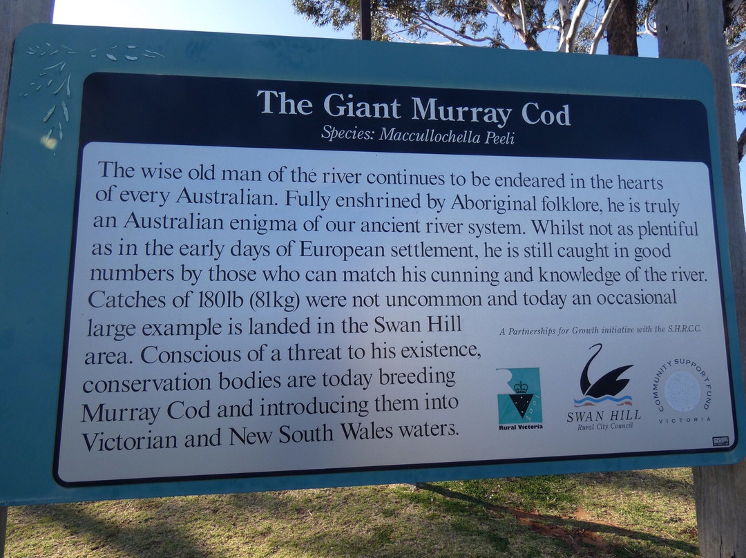 Giant Murray Cod景点图片