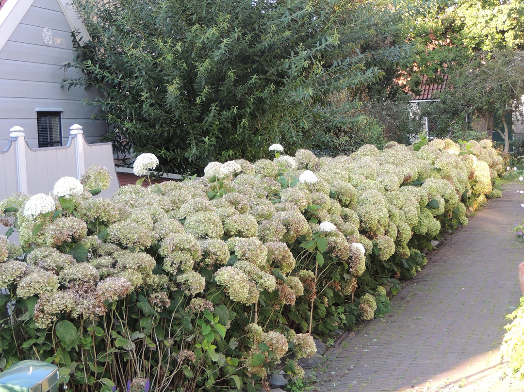 Sint Nicolaaskerk uit 1628-Broek in Waterland必去景点
