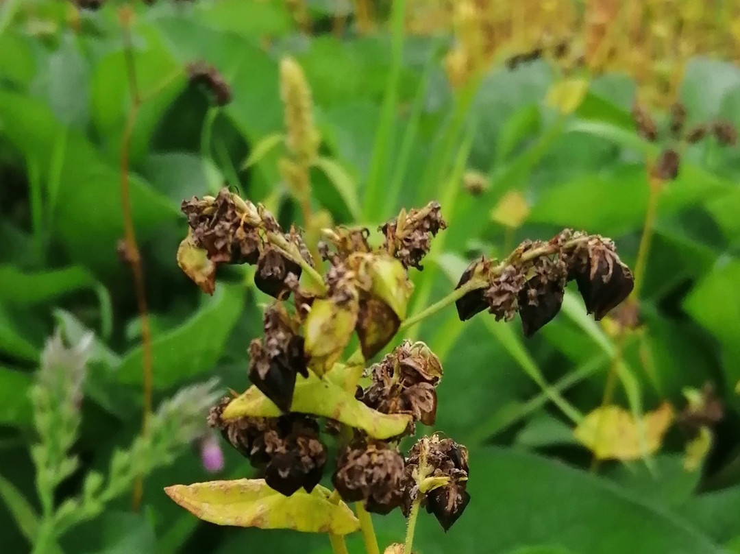 Kisomanosato-木曾町必去景点