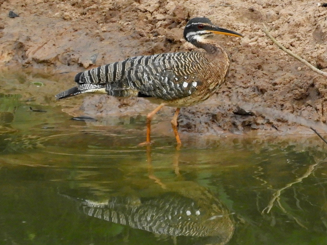 Wildlife Pantanal Tours景点图片