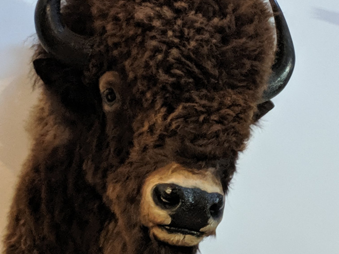 Bison Range景点图片