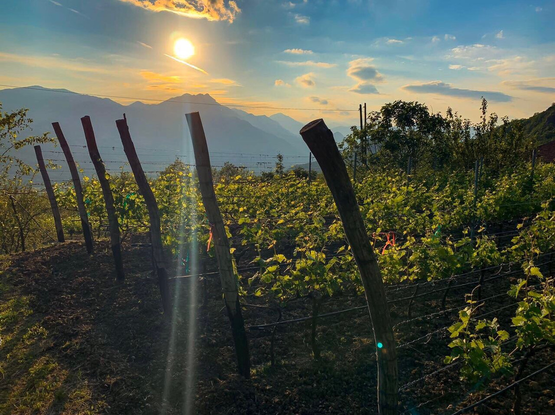 Wine tasting - Winery DSM Pejanovic-Limljani必去景点