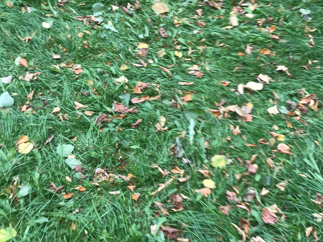 Trützschler Park景点图片