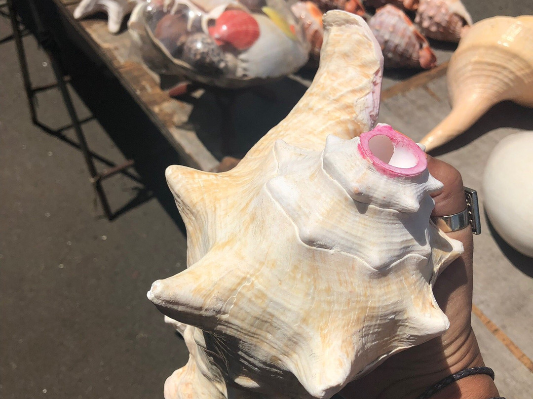 Haleiwa Shell Stand-哈雷瓦必去景点