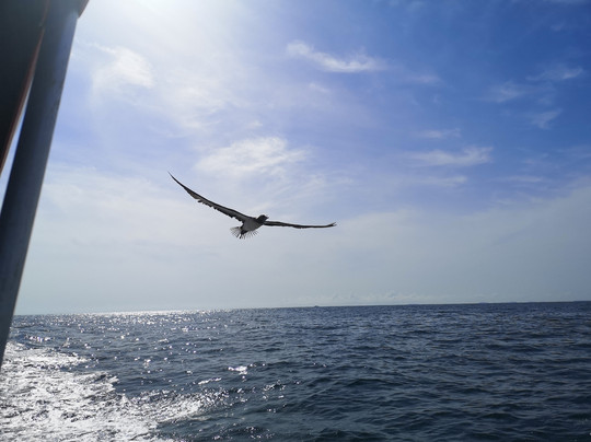 Panama Pathfinders-波魁特必去景点