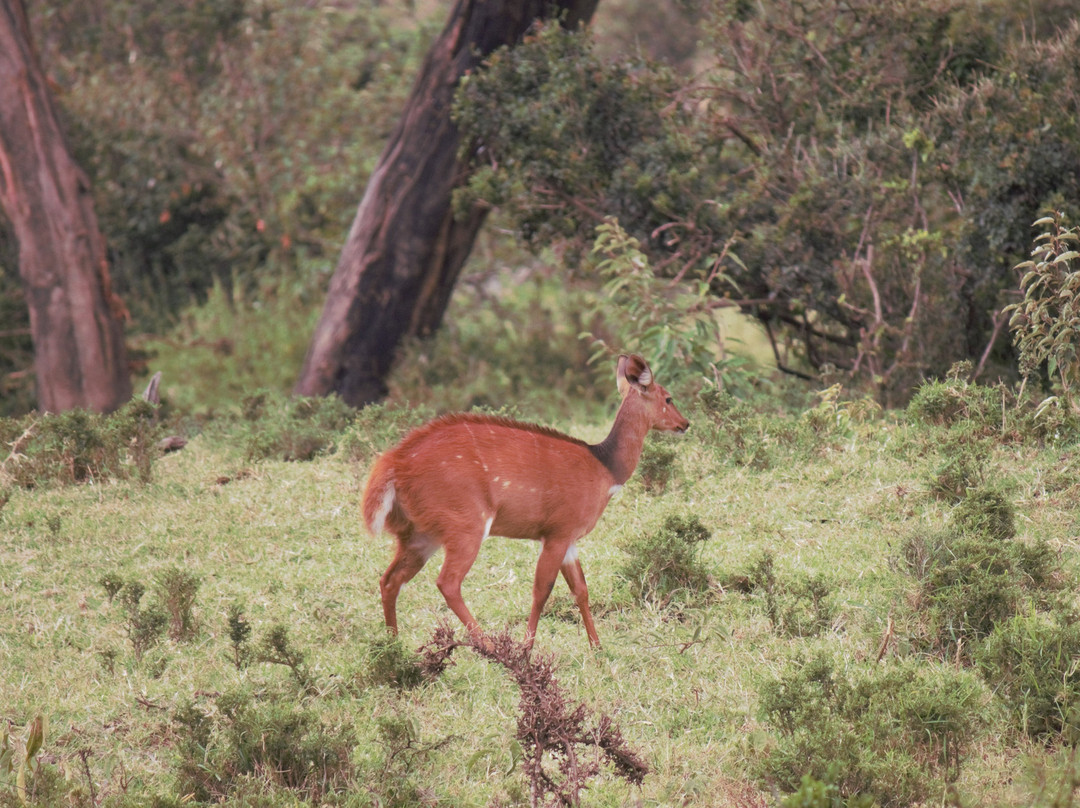 博里尼马拉营地旅馆主图