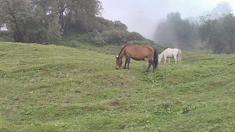 Chandrakhani Pass-Kullu必去景点