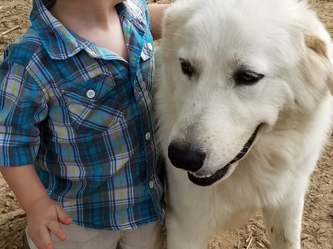 L & R Alpaca Haven Farm-Douglasville必去景点