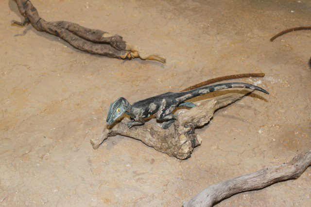 Museo Paleontologico景点图片