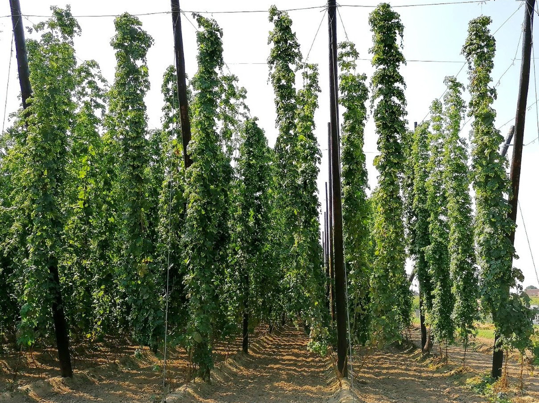 PALM Brewery景点图片