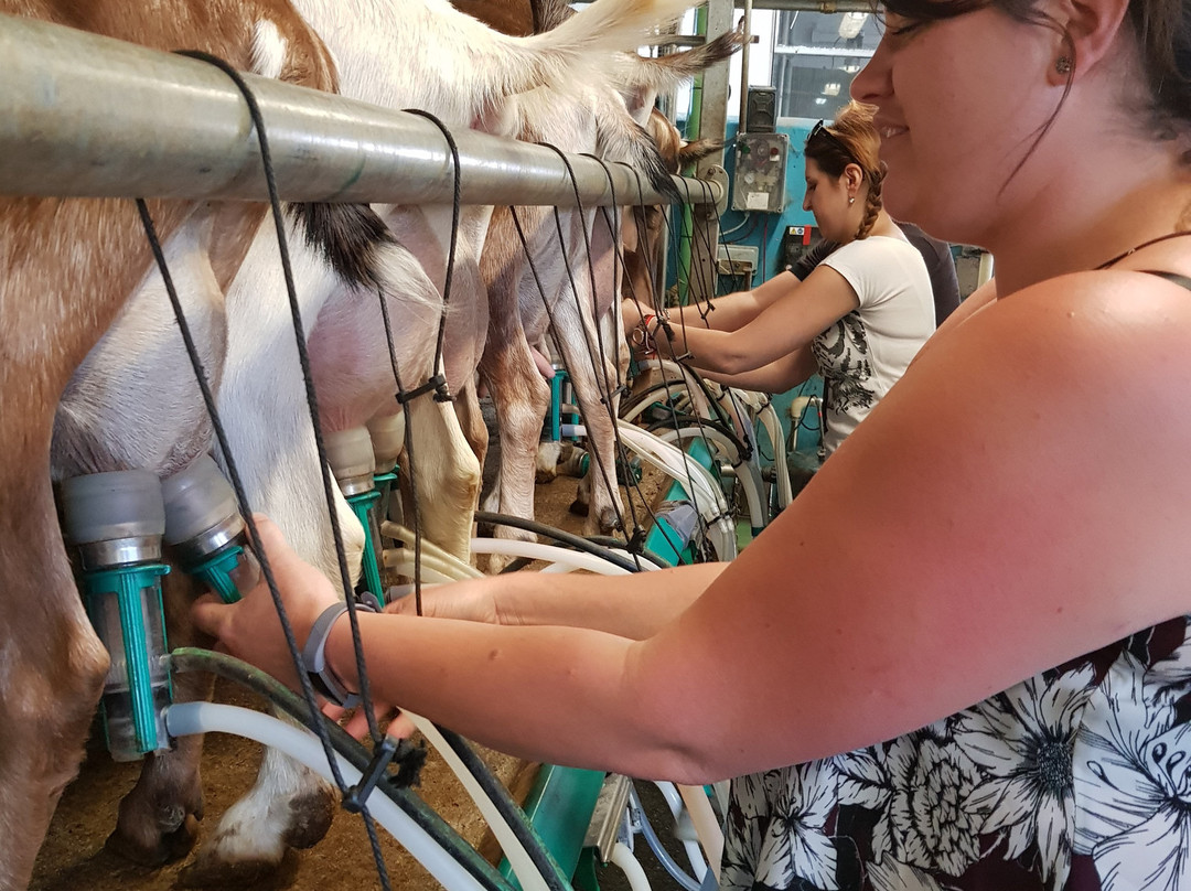 Dartington Dairy @ Old Parsonage Farm-Dartington必去景点