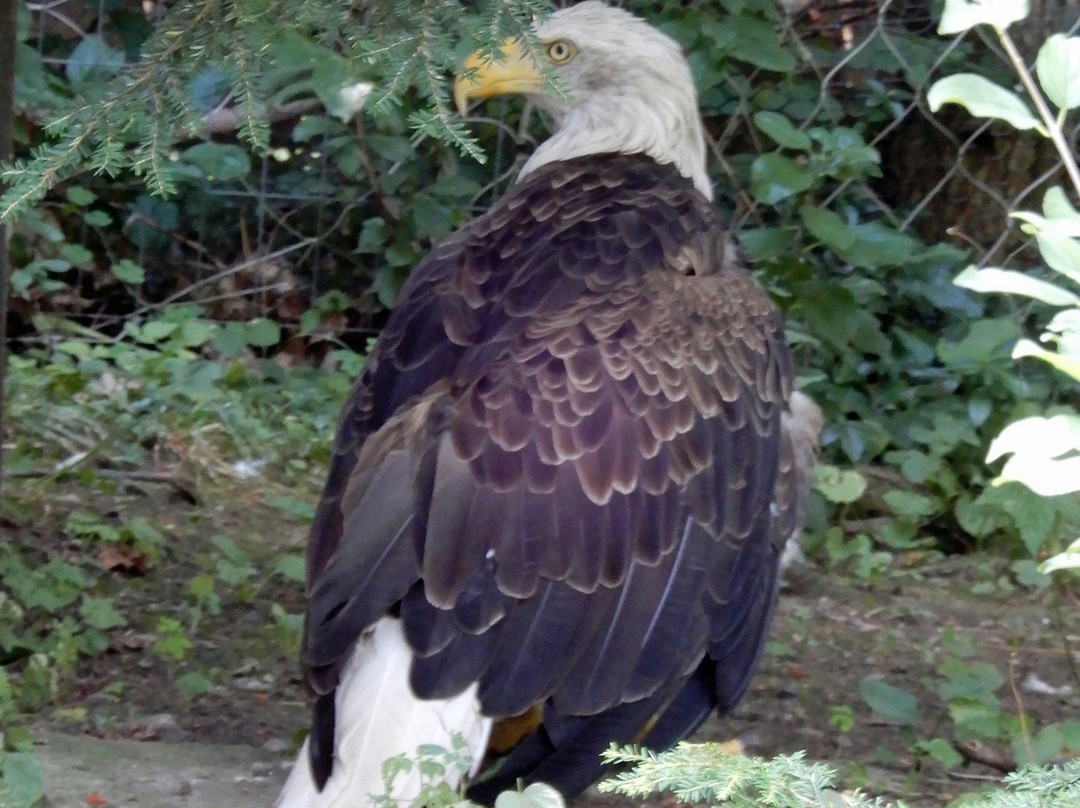 New York State Zoo at Thompson Park-Watertown必去景点