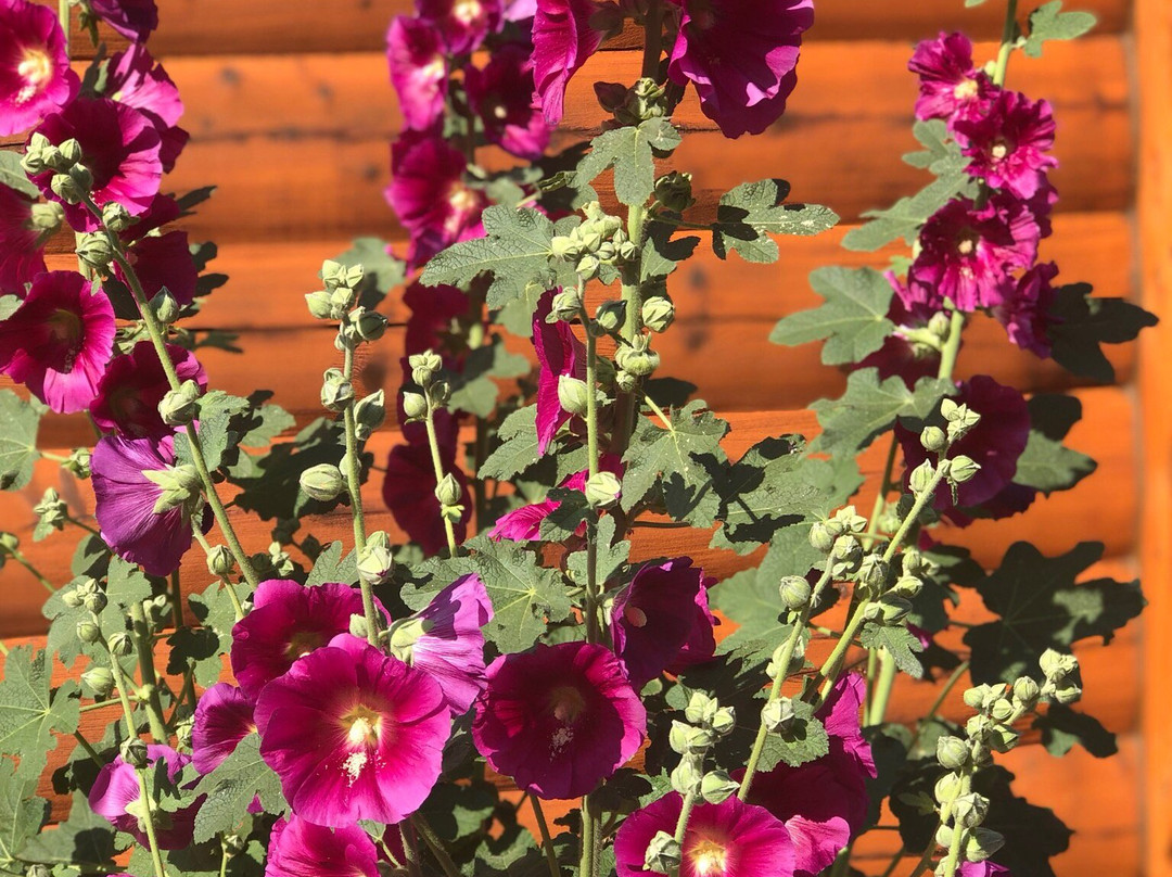 Al Johnson's Swedish Restaurant & Butik-锡斯特贝必去景点